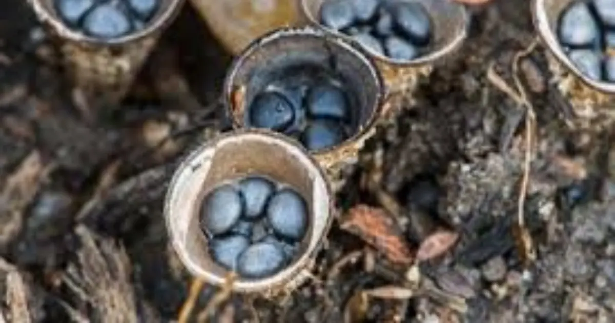 Found Tiny Cups in the Garden? The Truth May Surprise You