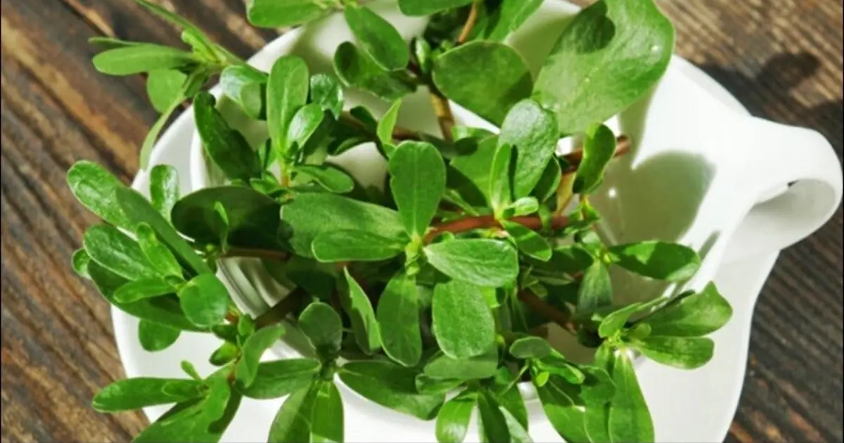 Purslane Has Long Been Valued for Its Potential Health Benefits