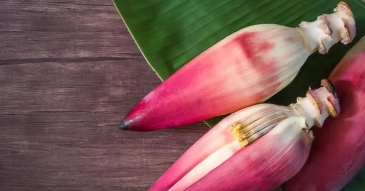 The Nutritional Benefits of Banana Blossom You May Not Know About