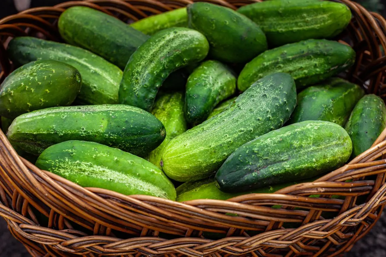 Why Some Experts Recommend Rethinking Cucumbers in Every Salad