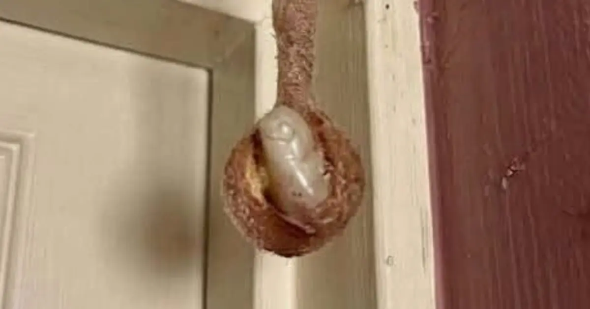 A Surprising Discovery: What a Mud Dauber Nest in a Hotel Room Can Teach Us About Nature