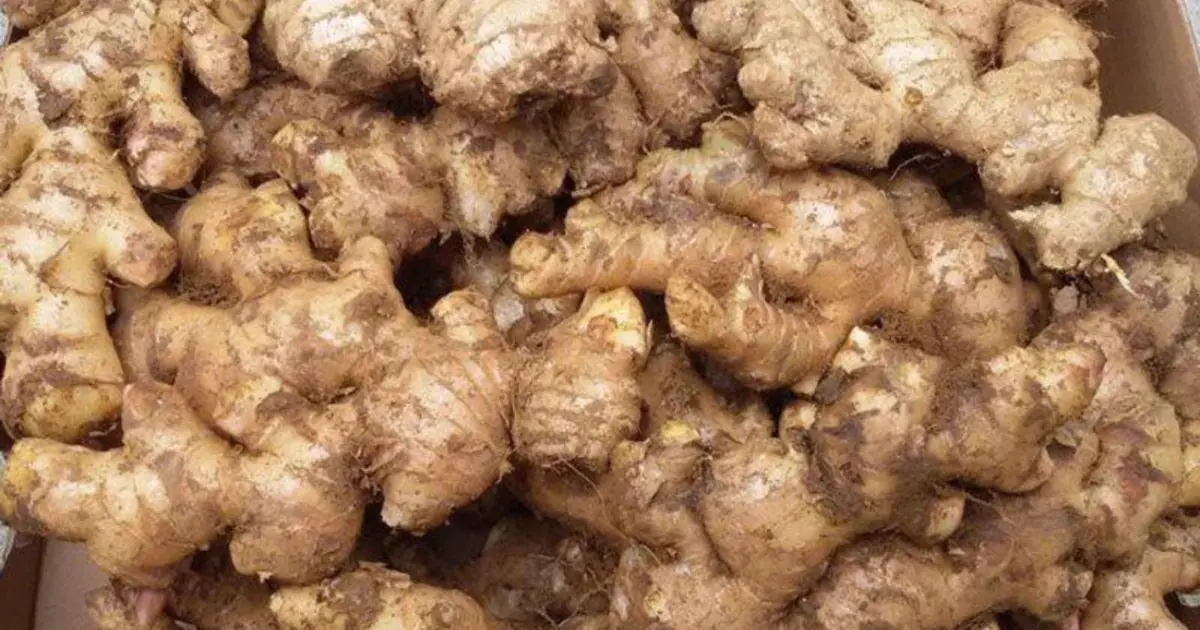 Have These 5 Health Problems? You May Want to Limit Ginger