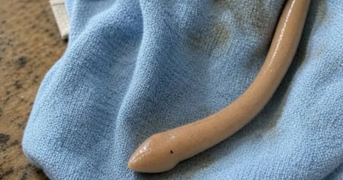 I Thought It Was a Piece of Trash on the Bathroom Floor - Until It Moved
