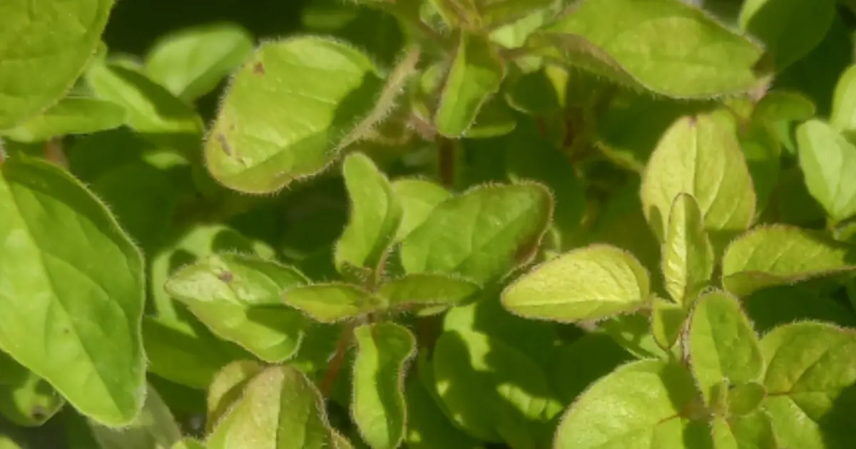 Try One Oregano Leaf a Day and See the Surprising Benefits It May Offer