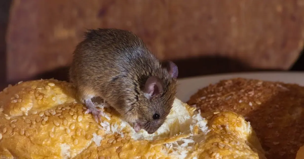 Rice for Rats and Cockroaches? Discover This Simple Natural Home Remedy