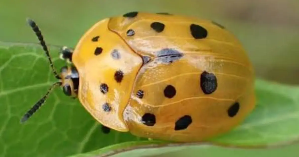 What Does It Mean to See a Yellow Ladybug? Luck, Science, and Symbolism Explained