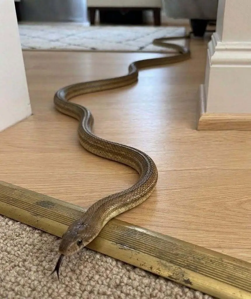 Found a Snake in Your House? Here’s What to Do Without Panicking