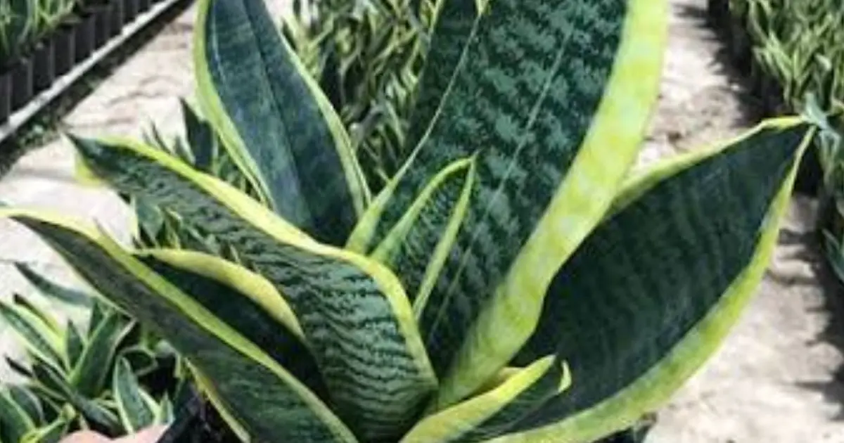 Have This Plant at Home? Don’t Ignore What Experts Say About It…