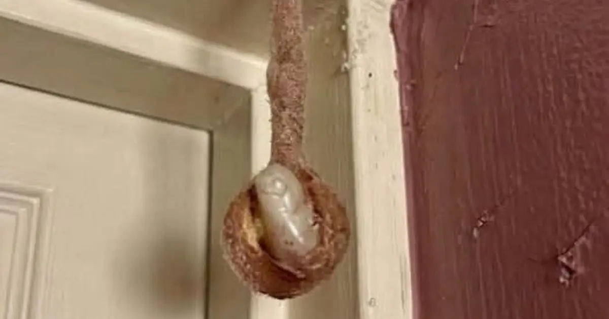 The Hidden Architect: Discovering a Mud Dauber Nest in a Hotel Room (And Why It's a Moment of Wonder, Not Fear)
