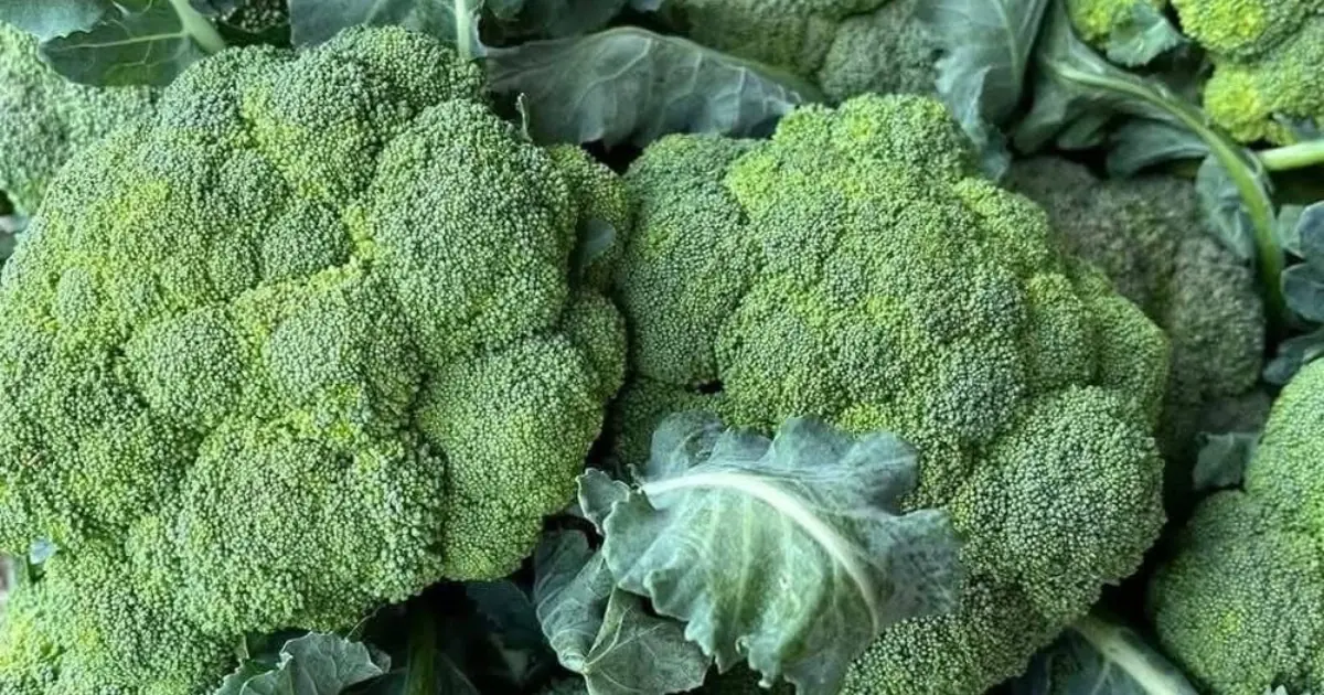 Doctors Reveal What Green Broccoli Really Does to Your Body