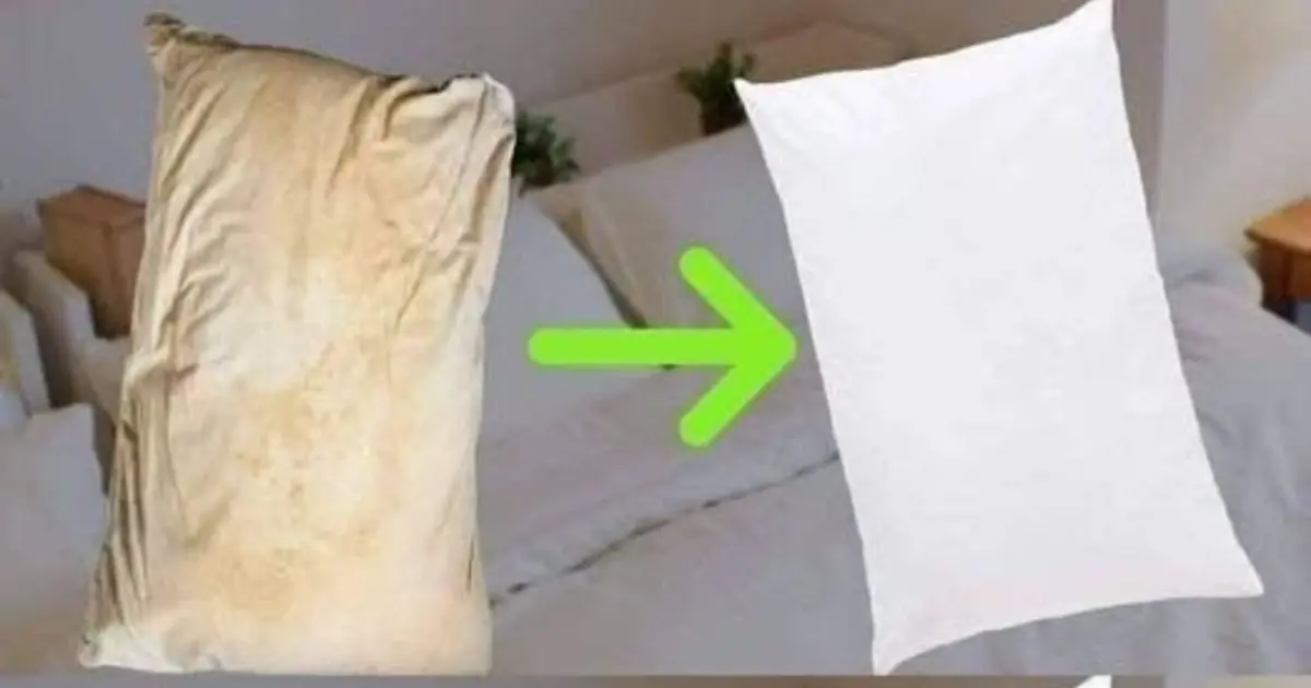 Here’s how to clean dirty bed pillows to leave them white and smelling sweet.
