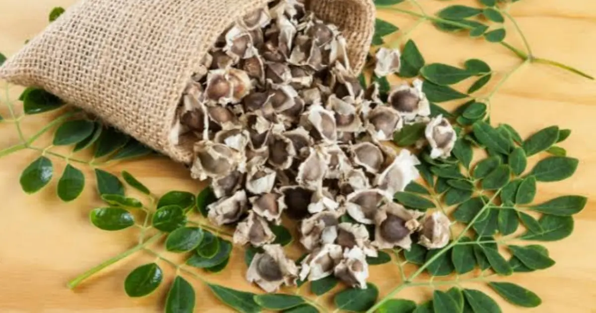 The Amazing Health Benefits of Moringa Seeds Backed by Science