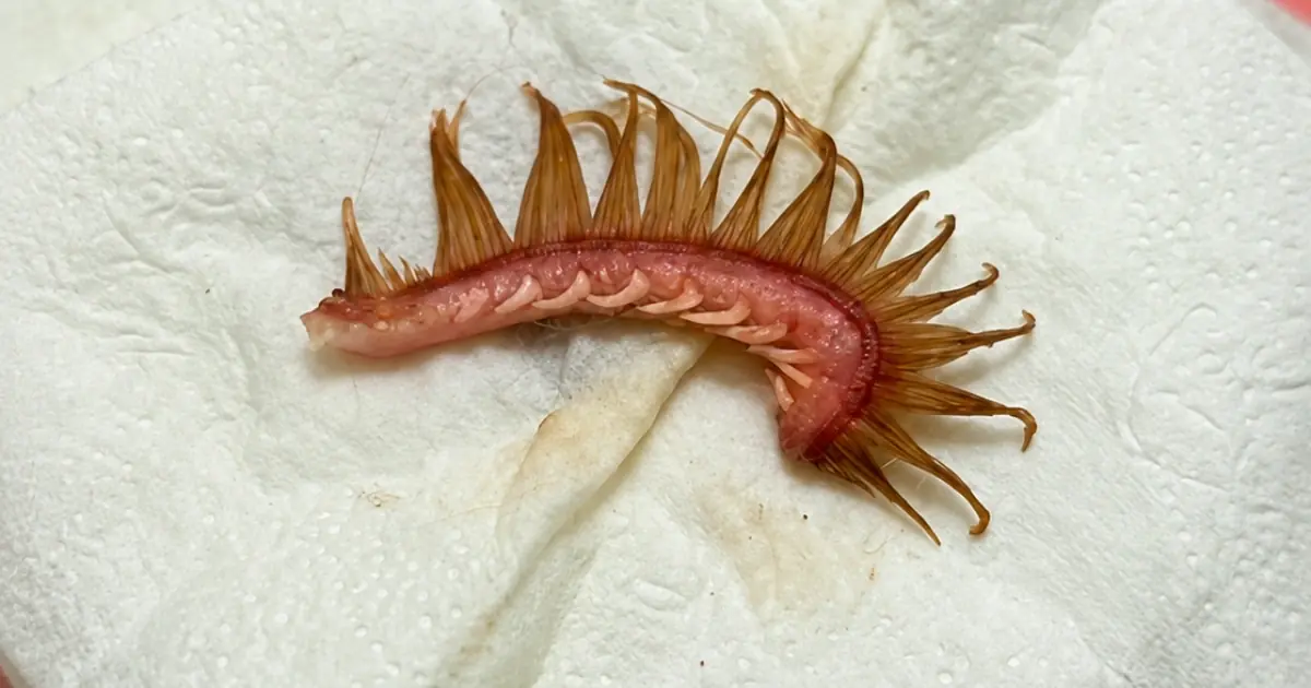 Dog Walk Mystery: The Strange Object Found in a Pet’s Fur Leaves Owners Searching for Answers