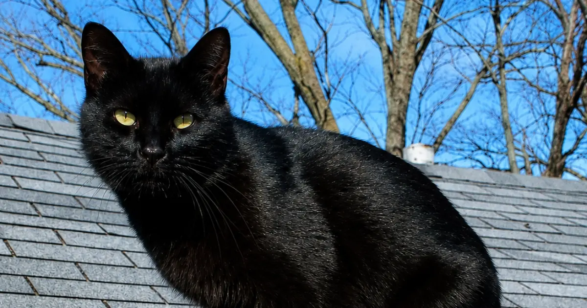 What Does It Mean When a Black Cat Enters Your Home? Separating Myth From Reality
