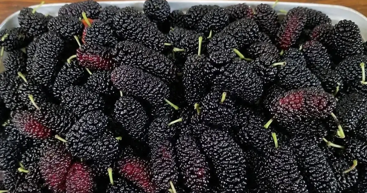 Most People Don't Know This Fruit Exists—But It May Support Eye Health and Blood Pressure Naturally