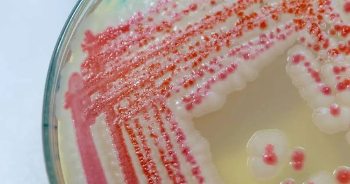 Crunchy Pink Surprise on Wall—What’s Really Going on Inside Your Home?