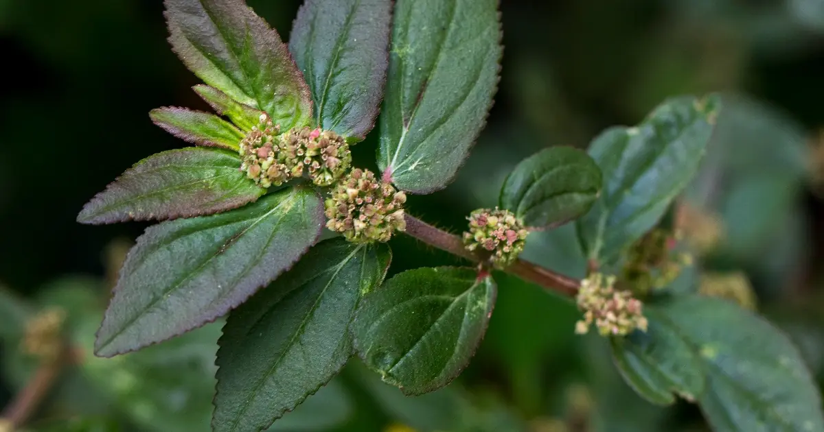 Just one leaf of this plant is worth a gold mine!...