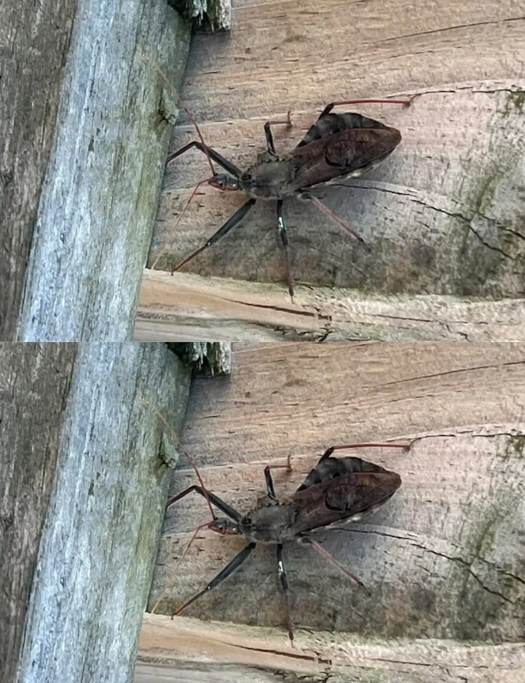 Ouch! Bitten by an Assassin Bug? Here's Exactly What to Do (And How to Stay Calm)