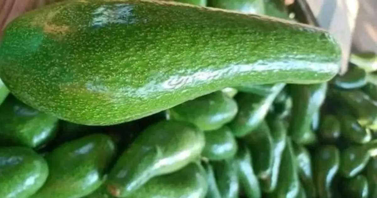 Avocados Are Popular — But Doctors Say They May Cause THIS
