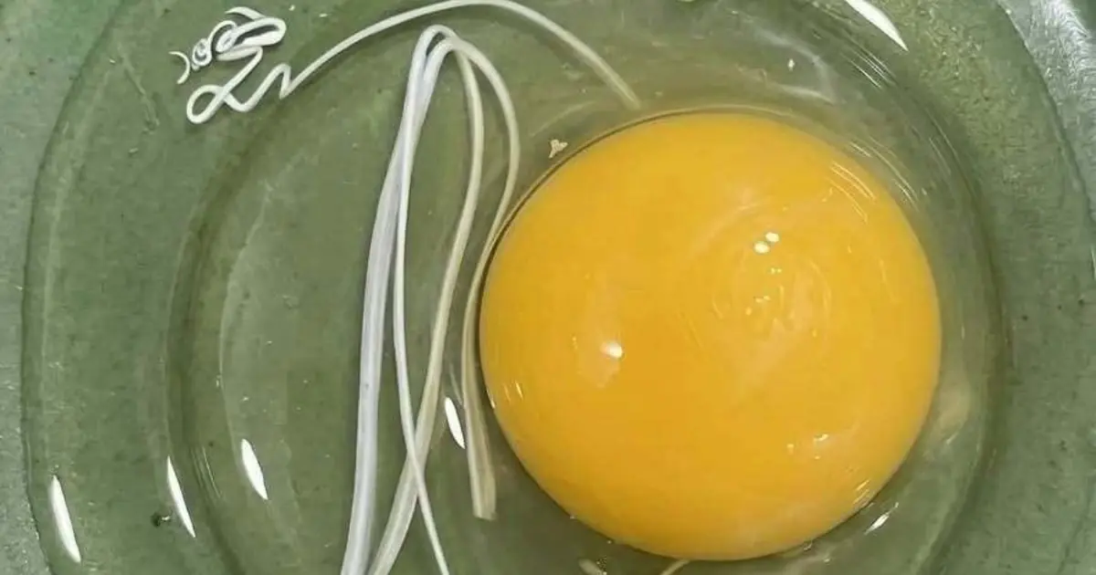 I Thought the White String in My Egg Was Something Dangerous—The Truth Completely Surprised Me