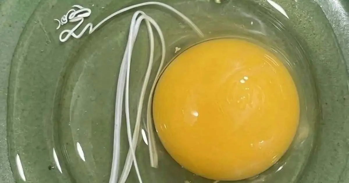 I Thought the White String in My Egg Was Something Dangerous—The Truth Completely Surprised Me
