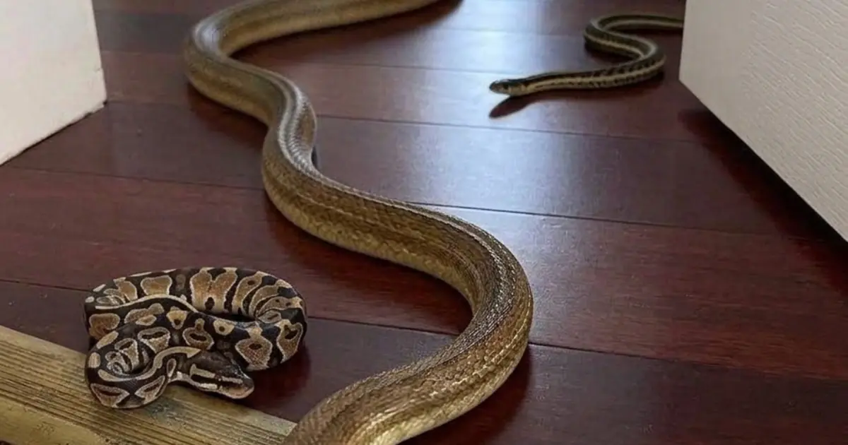 Found a Snake Inside Your House? The Reason May Surprise You