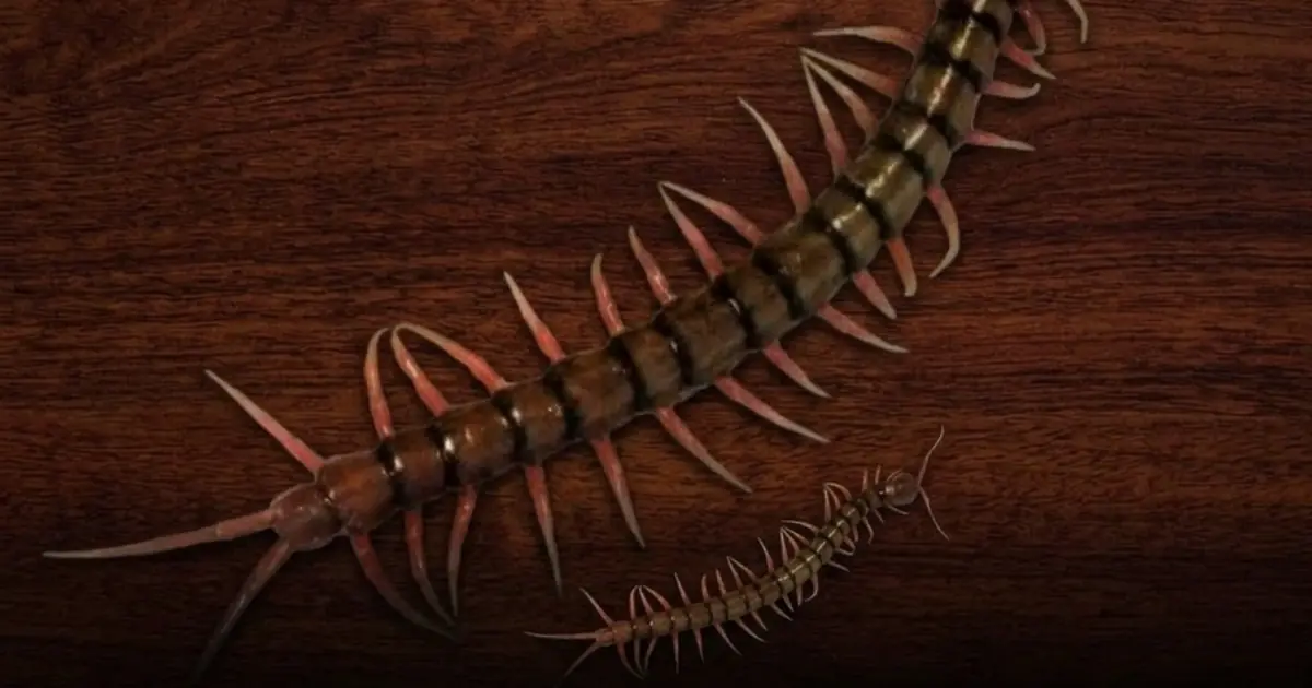 Why Are Centipedes Showing Up in Your House? The Answer May Surprise You