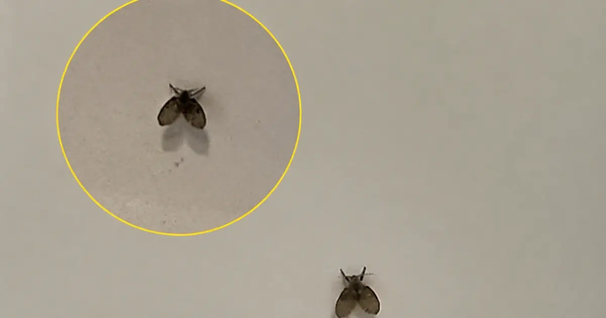 Tiny Flies in Your Bathroom? Here's What They Really Mean—and How to Get Rid of Them