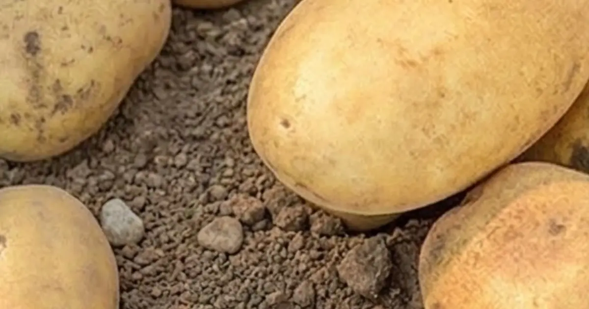Before You Eat Another Potato, Here’s What Doctors Want You to Know