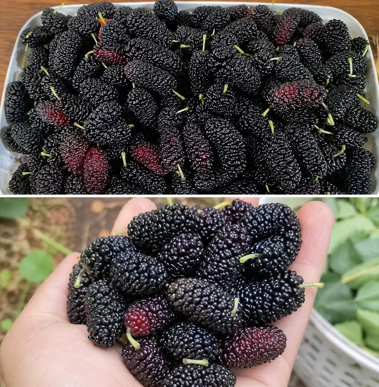 Most People Don’t Know This Fruit Exists—But It May Support Eye Health and Blood Pressure Naturally