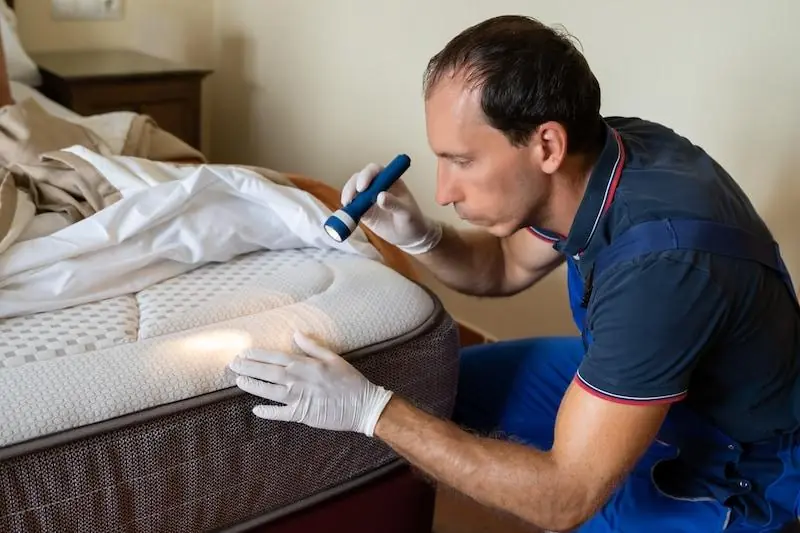The Hidden Consequences of Sharing Your Bed with Bed Bugs