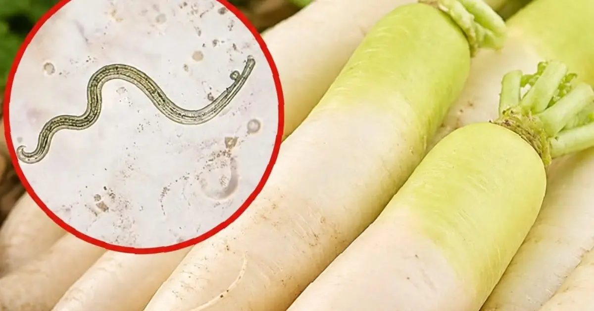 The Raw Vegetable Most Likely to Carry Parasites Is One Many People Eat Every Day