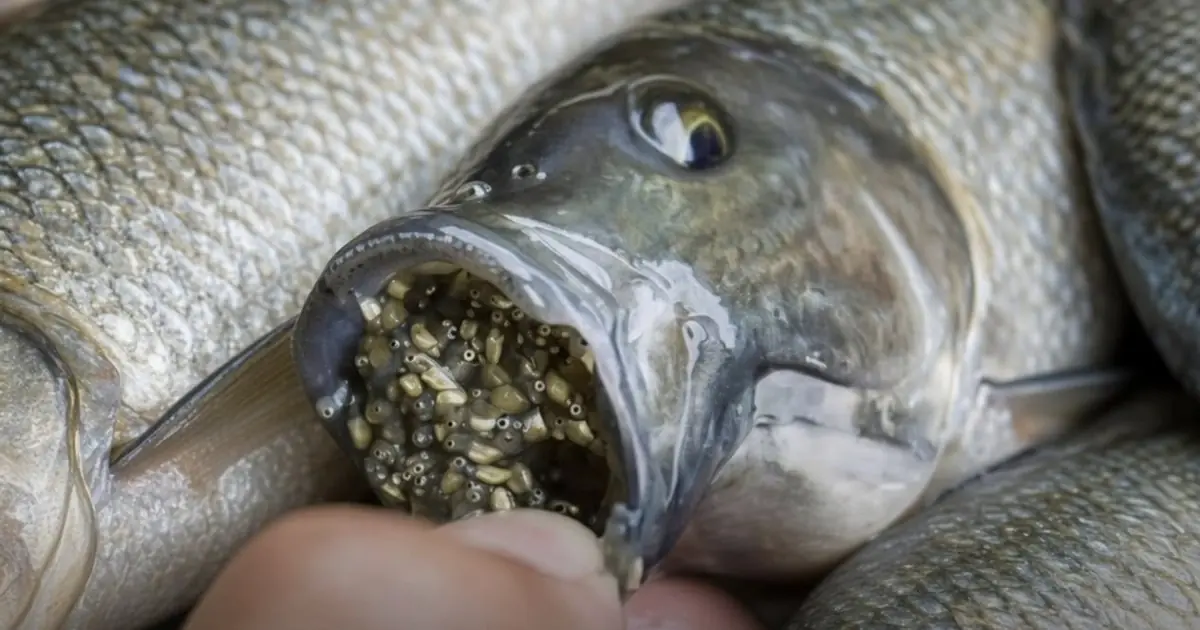 Is Tilapia Really Bad for You? What Nutrition Experts Want You to Know