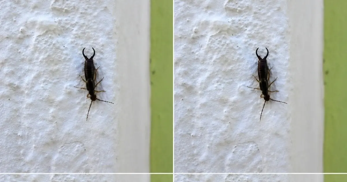Warning! If You Find This Tiny Insect in Your Kitchen, You May Need to Check Your Pantry Immediately (And How to Handle It With Calm, Practical Care)