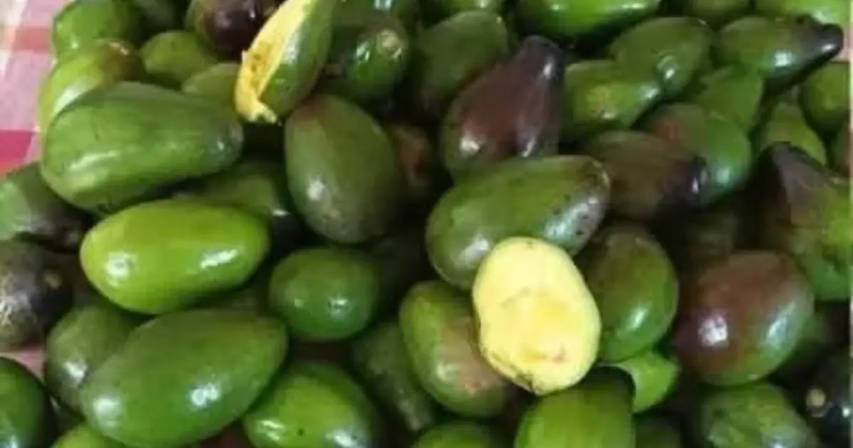 Doctors reveal that eating avocado causes…