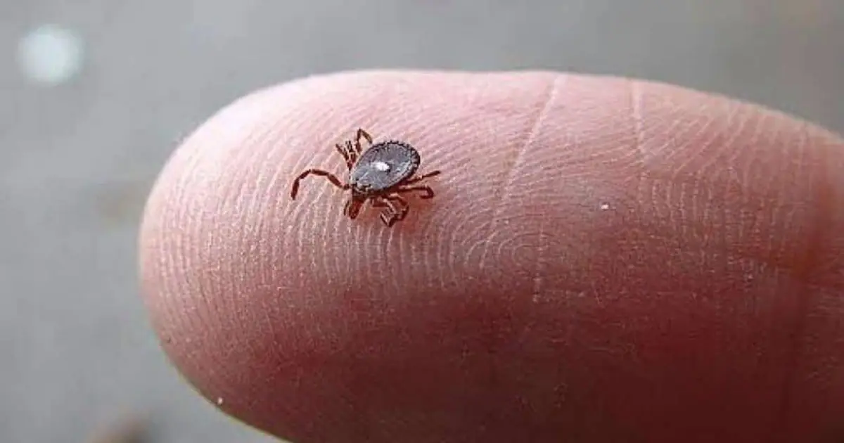 Here's What to Do If You Spot a Lone Star Tick