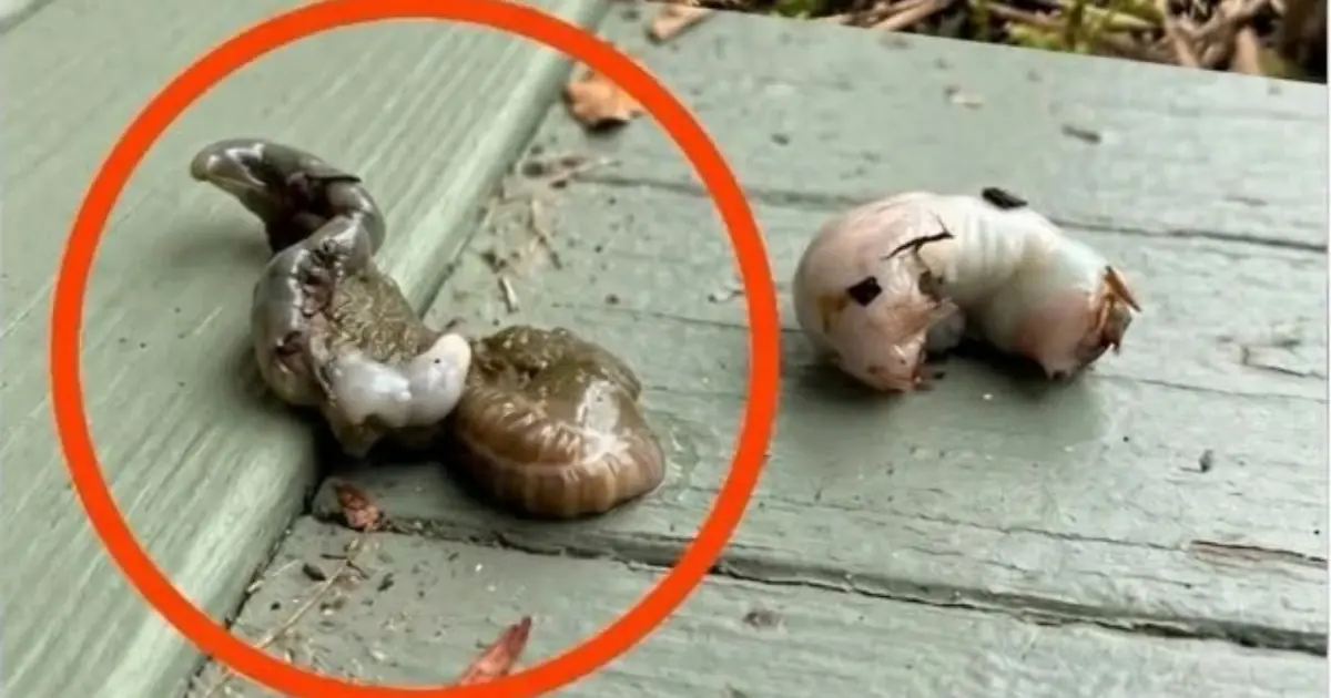 Found This Strange Creature Inside an Acorn? Here’s What It Really Is