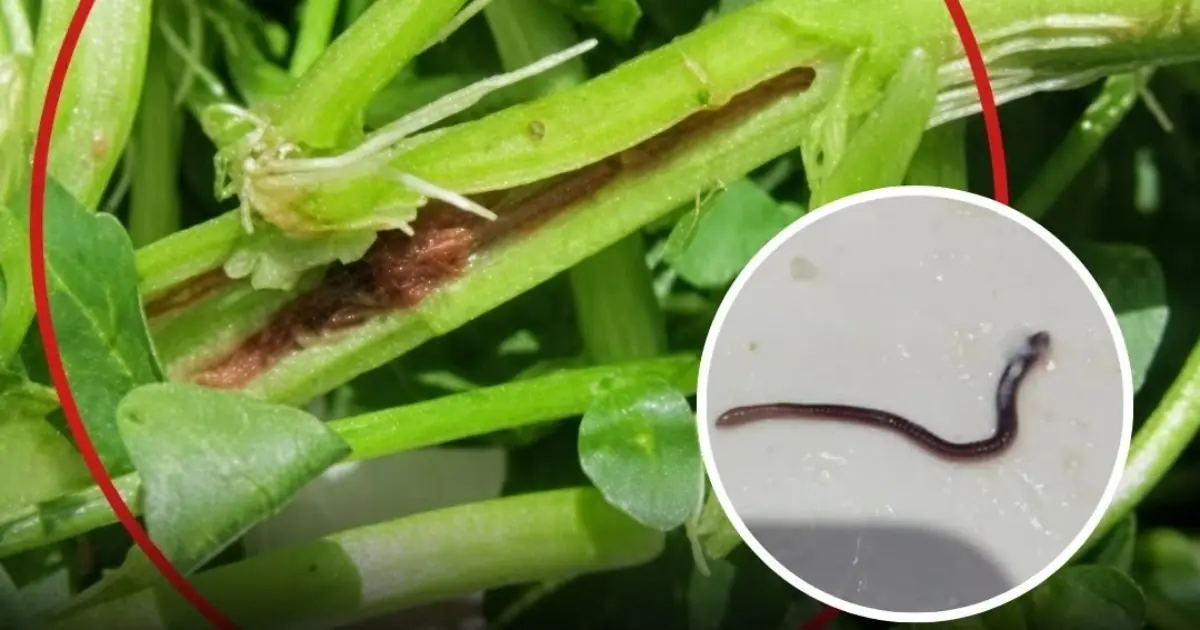 The No. 1 Vegetable Most Likely to Carry Parasites — A Popular Choice Eaten Raw, but It May Pose a Risk of Parasites Reaching the Brain