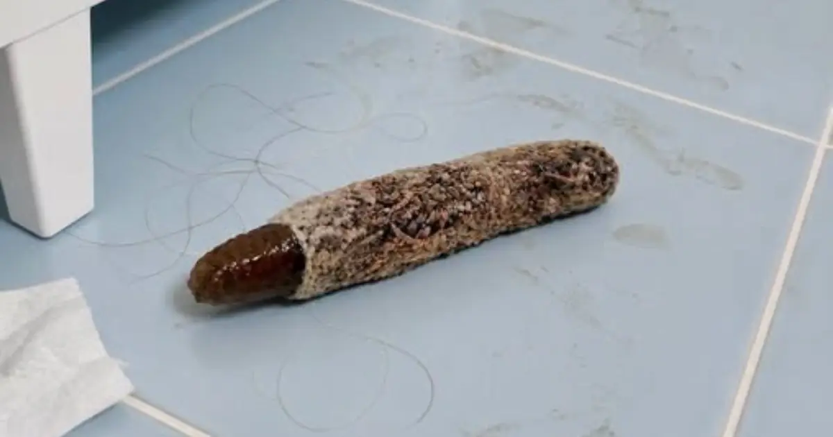 The Hidden Architect in Your Home: The Tiny Creature Behind a Mysterious Discovery
