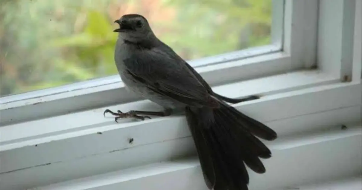 A Bird Flew Into Your House - What Could It Mean?