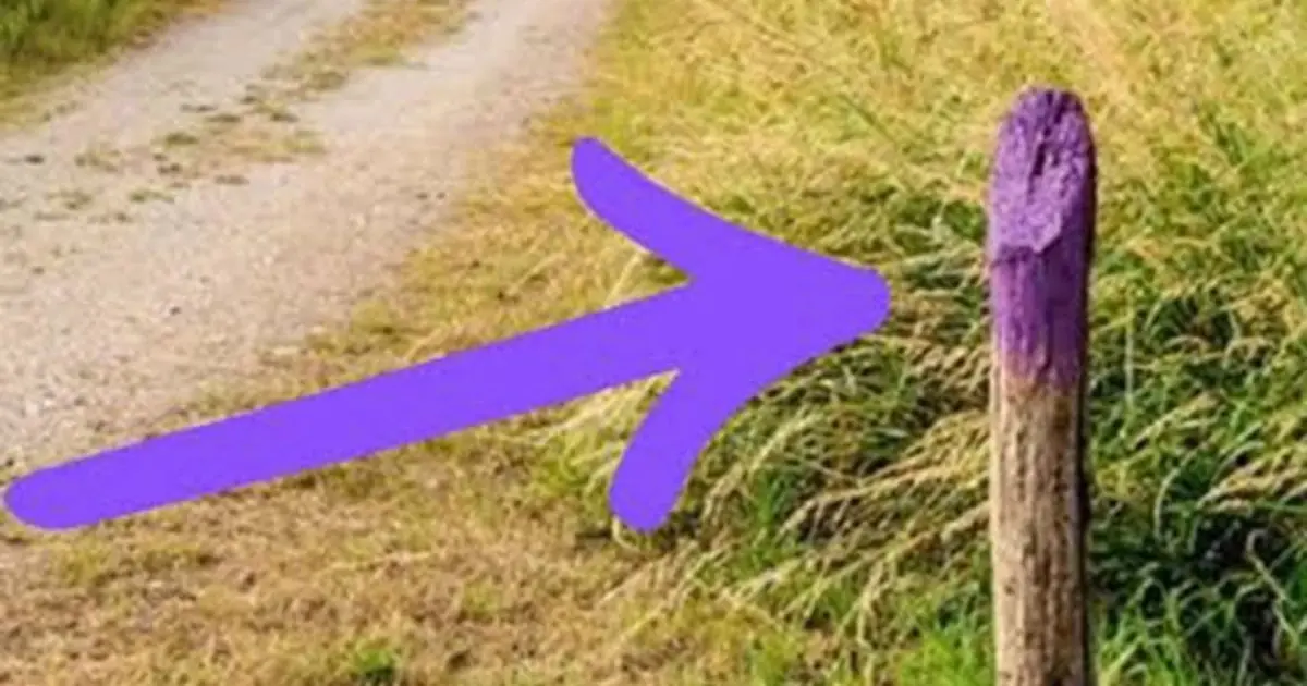 If You See a Painted Purple Fence, This Is What It Means