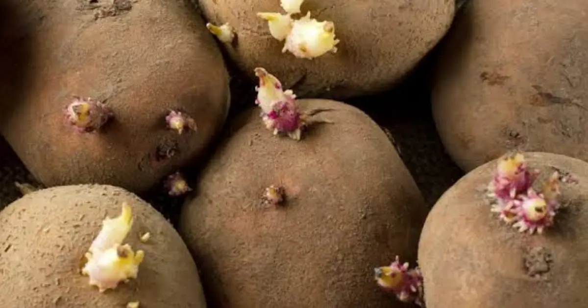 Are Sprouted Potatoes Safe to Eat? Here’s What You Should Know