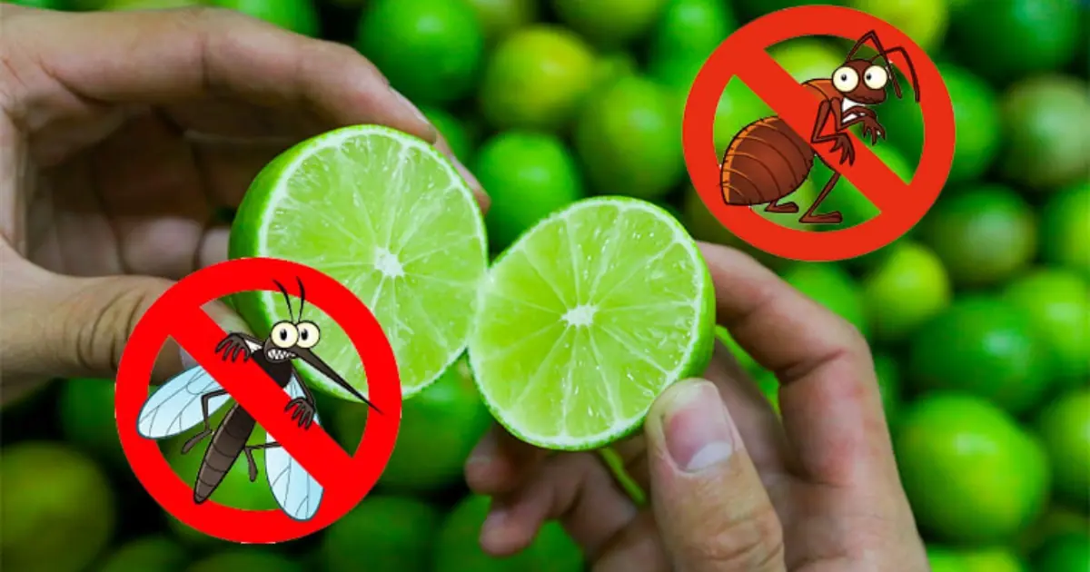 Forget Complicated Solutions - Try This Lemon-Based Mosquito Repellent Trick