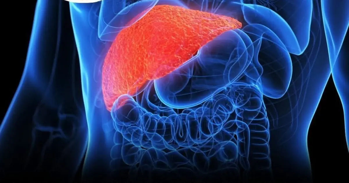 How Long Does the Liver Take to Recover After You Stop Drinking?