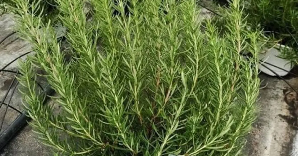 Rosemary’s Hidden Benefits: A Powerful Herb for Pain Relief and Wellness