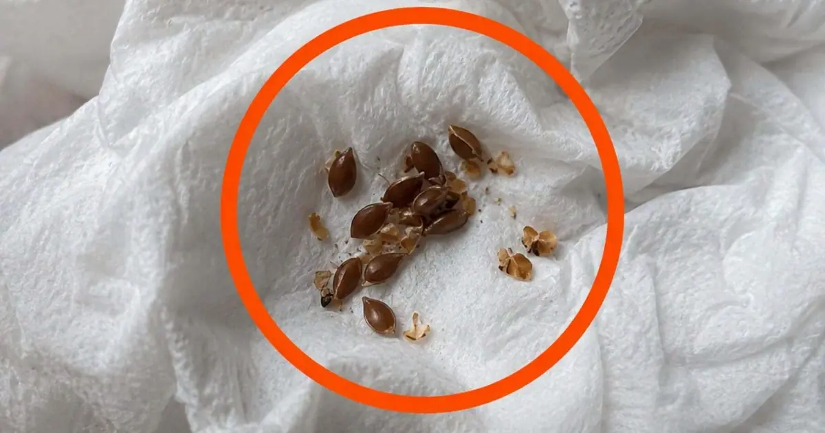 I Found These Tiny Objects on My Slippers - What They Turned Out to Be Left Me Surprised