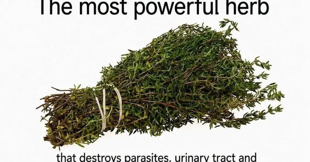THE MOST POTENT HERB THAT DESTROYS PARASITES, URINARY TRACT …