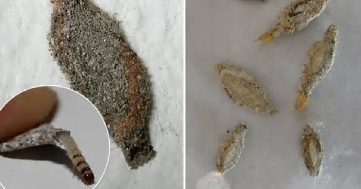What Are Those Tiny Oval Cases on Your Wall? The Surprising Insect You Should Know About