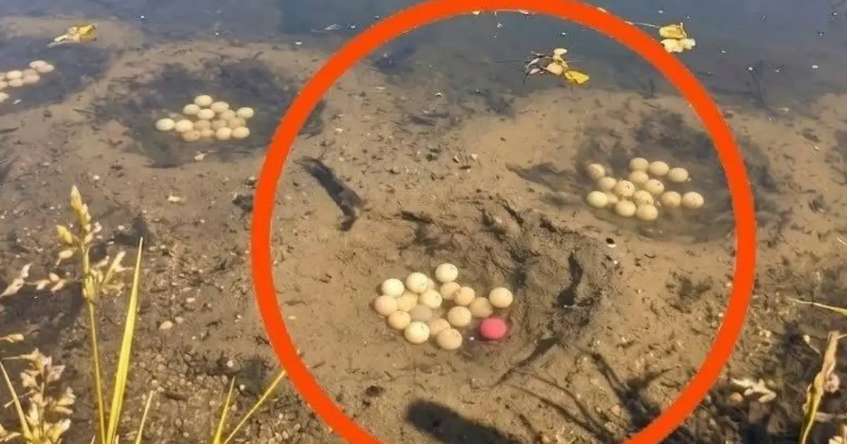 These Strange Round Objects Appeared in a Pond - Their True Purpose May Surprise You