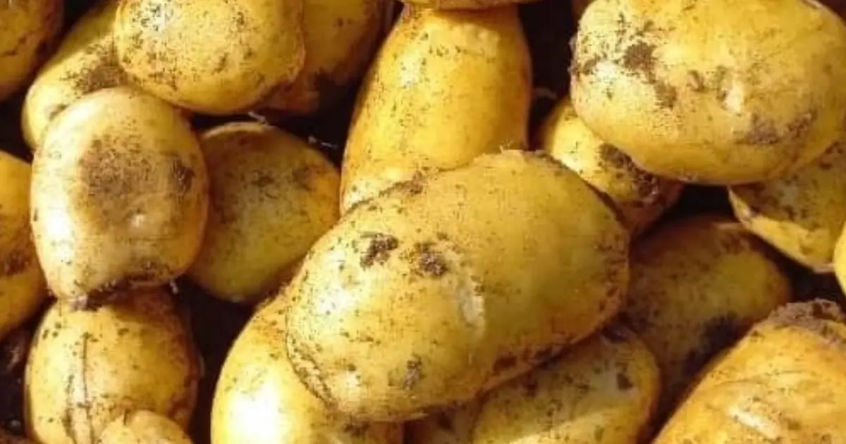 5 People Who Should Be Careful About Eating Potatoes